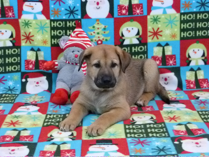 chinook puppy